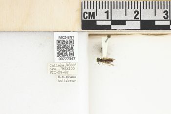 Media type: image;   Entomology 777347 Aspect: Labels